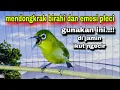 Download Lagu Burung Pleci Ngecir Sambung Ngalas Cocok Untuk Mendongkrak Birahi Dan Emosi Pleci