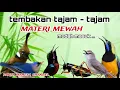 Lagu Masteran Burung Lomba Tembakan Kasar Speed Rapat Untuk Murai batu, Cendet, Kacer