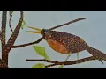 Inch By Inch -  w/ EFX & Music Read Aloud