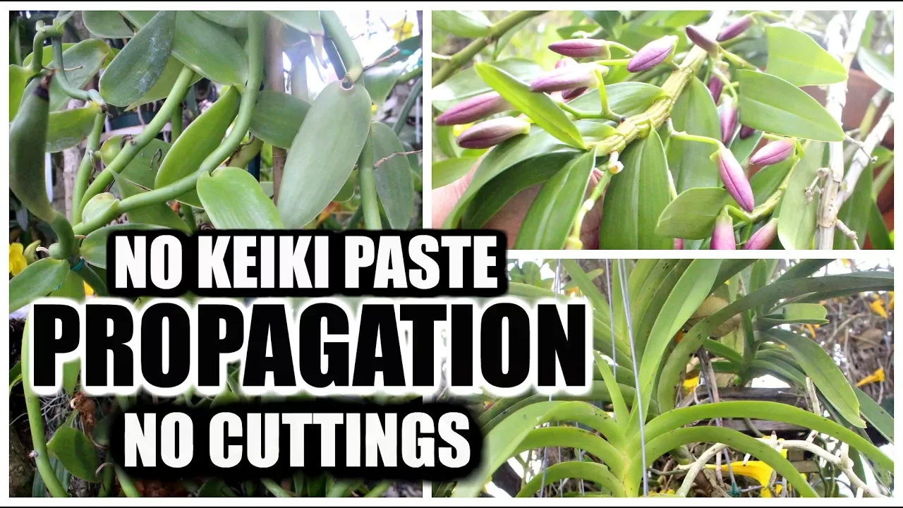 ORCHID PROPAGATION WITHOUT CUTTINGS OR KEIKI PASTE
