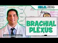 Neurology Brachial Plexus