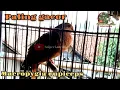 Download Lagu Suara burung tekukur merah,uncal merah