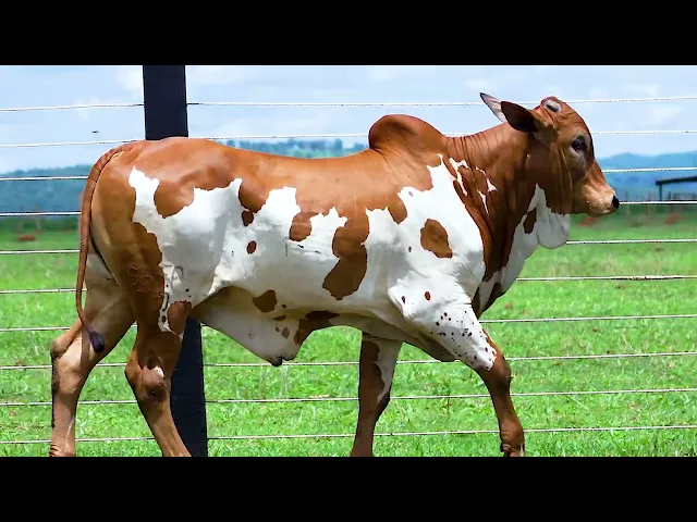 Garrote Nelore SHFA - 377