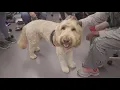 Pet Therapy Canine Comfort on Campus
