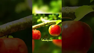 قصة قصيرة مؤثرة الطمع والخداع لا يدومان أبدا Shorts 