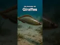 The Entire Evolution Of Giraffes