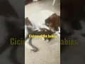 Download Lagu Cicin and the Babies#short#cutedogs#funnydog#dogvideos#dog voice#animals#funny animal#funnyanimal