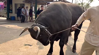 SAPI BANTENG NABIL FARM SAMPAI AMBARAWA, deal fantastis 🔥