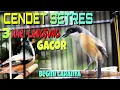 Download Lagu CARA MERAWAT  CENDET SETRES🔴 3 HARI LANGSUNG GACOR