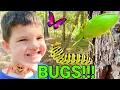 Download Lagu Caleb \u0026 Mommy Play and Find REAL BUGS Outside! KiD BUG HUNT in THE WOODS!