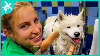 SAMOYED: Dog Park, Vet, and Grooming Time!