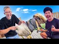 Download Lagu BELI KAMBING BUAT LUCKY!!
