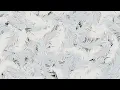 LE SSERAFIM (르세라핌) x ILLIT (아일릿) x KATSEYE (캣츠아이) 'ICONIC BY MISTAKE' Logo Motion