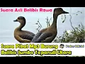 Download Lagu SUARA PIKAT MP3 BURUNG BELIBIS JUMBO - SUARA ASLI BELIBIS RAWA