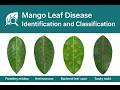Mango leaf disease identification and classification Python Project
