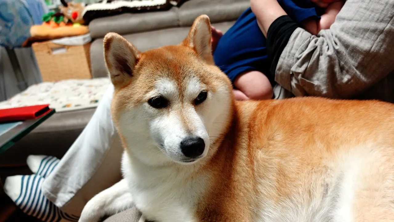 柴犬と赤ちゃんの心温まる成長物語　その２