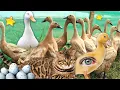 Download Lagu Lagu Potong Bebek Angsa Bebek Bebek Berenang Potong Bebek Angsa Dangdut Koplo Bebek Asli Lucu