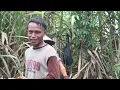 Download Lagu proses tebang tebu di PT. PG. GORONTALO