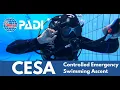 Download Lagu HOW TO perform a CONTROLLED EMERGENCY SWIMMING ASCENT (CESA) | PADI SCUBA SKILLS