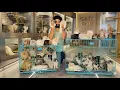 Persian kittens for sale Quality Persian kittens Persian cat price Cat Cats for sale