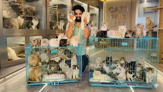 Persian kittens for sale Quality Persian kittens Persian cat price Cat Cats for sale