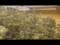 Lemon Cherry Gelato under Growers Choice 720s