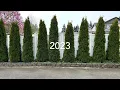 emerald green arborvitae privacy screen