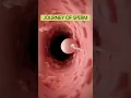Download Lagu Journey of the SPERM in the vagina ❤️ #anatomy #shorts