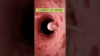 سفر اسپرم در واژن آناتومی شورت 