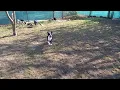 Boston Terriers at Dream of The Best kennel