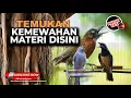 Lagu 🔴 Live Masteran Variasi Kekinian Materi Roll Speed Tembak Kumplit Cucak Cungkok Super Gacor