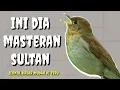 Download Lagu MASTERAN BURUNG LOMBA || MASTERAN JERNIH MUDAH DI TIRU