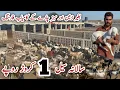 Download Lagu Modern Goat Farming Business Idea ll Pak Biggest Goat Farm Zeshan Goat Farm #goat #business #farming