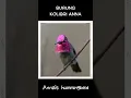 Download Lagu BURUNG KOLIBRI ANNA