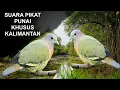 Lagu suara pikat punai khusus Kalimantan. gak kalah ampuh