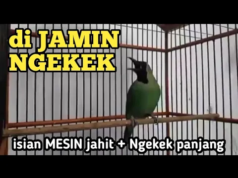 Download MP3 DI jamin NGEKEK!! Cucak ijo isian Mesin Jahit disambung Ngekek Panjang