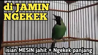 di jamin ngekek cucak ijo isian mesin jahit disambung ngekek panjang