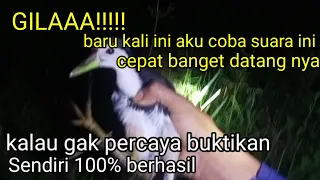 suara ruak ruak mp3 terbaru paling ampuh suara kruwok kruak sarang ruak ruak tv