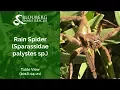 Rain Spider rescued near Table View 20180421