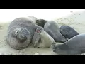 Male elephant seal trying to mate with female (and a pup almost getting squished)