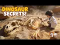 What Fossils Reveal About Dinosaurs Become a Fossil Detective