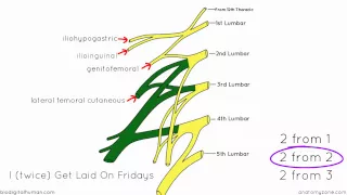 Download Lumbar Plexus - Structure and Branches - Anatomy Tutorial MP3