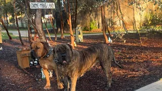Friday Morning in Gnome man’s Land Molly the Boerboel 
