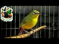 Masteran Pleci di jamin langsung Nyaut dan gacor ga pake lama!!!