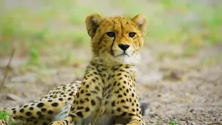 حيوانات الغابة ساعة كاملة لحيوانات مفترسة وبرية مع أصوات رائعة عالم الحيوان360P 