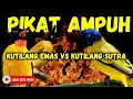 Download Lagu Suara Pikat Ampuh, Kutilang Emas Vs Kutilang Sutra