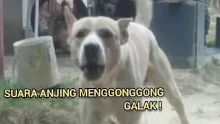 suara anjing menggonggong dog sound