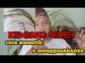 Langka Kembang sereh Asli / bunga serai || manfaat dan cara menggunakanya.