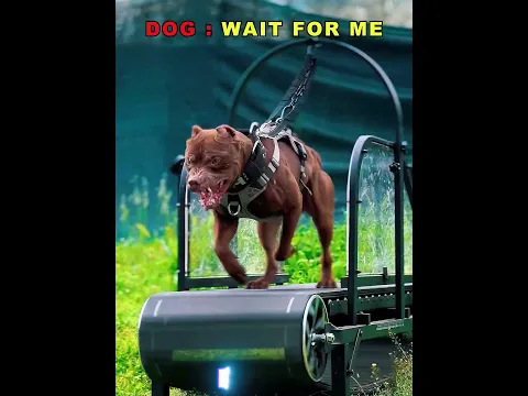 Dogβs Treadmill Skills Are Insane πΆπ #trollface #treadmill #cat #dog