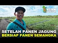 Download Lagu KOLABORASI: KUNCI KEBERHASILAN PETANI TRANSMIGRASI KALIMANTAN UTARA